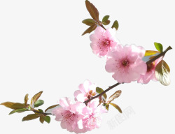 树枝上盛开的梨花素材