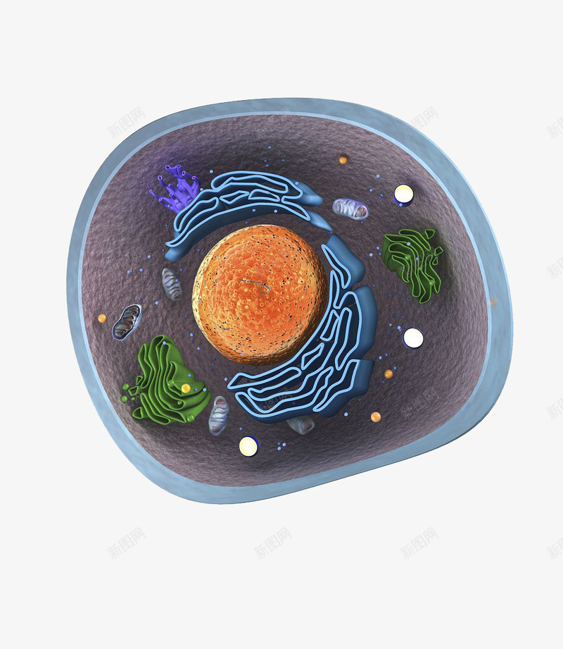 动物细胞核png免抠素材_新图网 https://ixintu.com 动物细胞 核糖体 植物细胞 线粒体 线粒体结构图 细胞器 细胞核 高尔基体