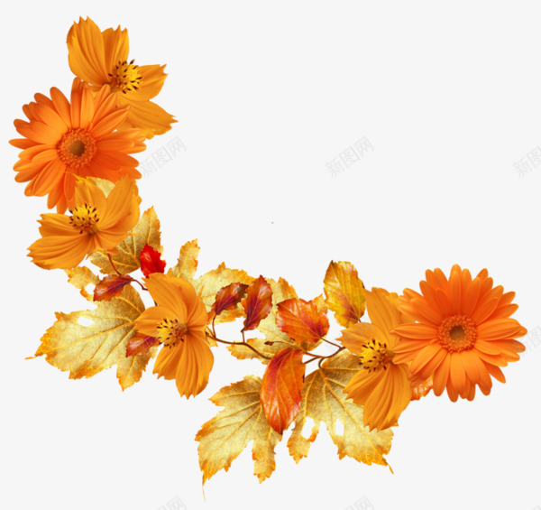 橙色鲜花图案png免抠素材_新图网 https://ixintu.com 花卉装饰图案 花朵 花朵装饰素材 鲜花