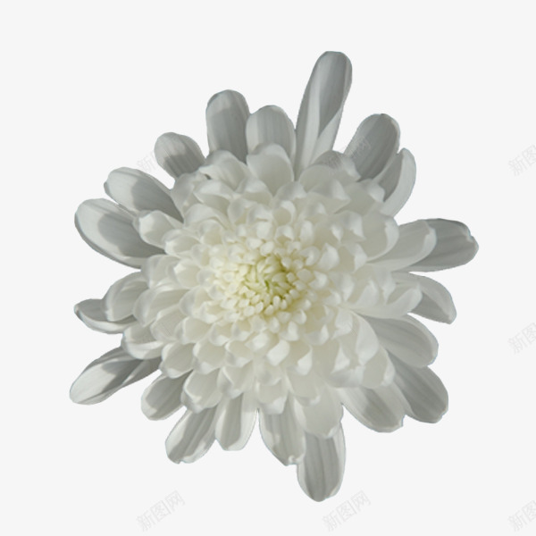 白色菊花png免抠素材_新图网 https://ixintu.com 植物 白色 花卉 菊花