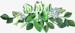 绿色底图手绘绿色植物花卉高清图片