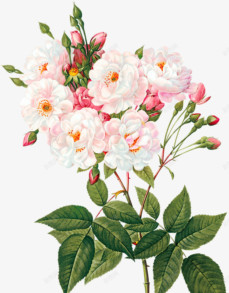 创意合成花朵植物花卉效果png免抠素材_新图网 https://ixintu.com 创意 合成 效果 植物 花卉 花朵