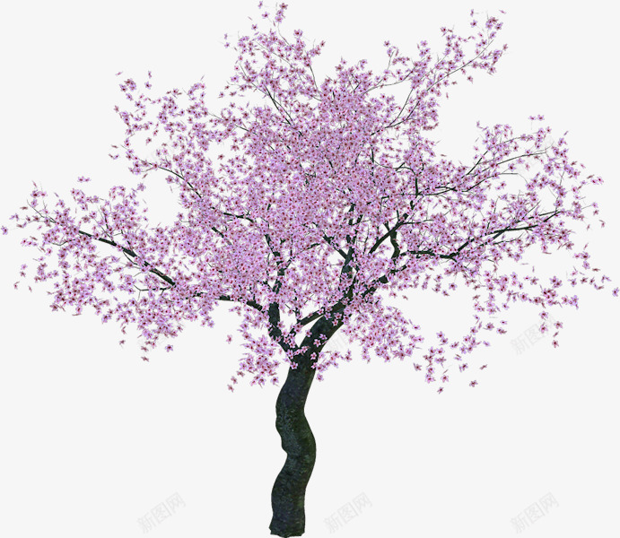 一棵樱花树png免抠素材_新图网 https://ixintu.com 好看 手绘 樱花树 水彩 装饰