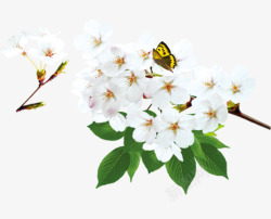 白色樱花白色樱花上的蝴蝶高清图片