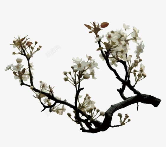 树枝上盛开的梨花png免抠素材_新图网 https://ixintu.com png素材 树叶 树枝 梨花