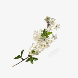 白色樱花花朵装饰素材