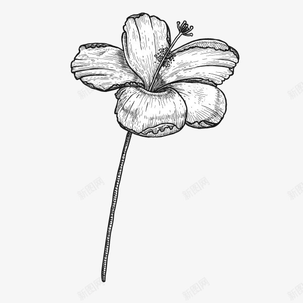 手绘黑色速写植物花卉png免抠素材_新图网 https://ixintu.com 插画 素描 花卉 花朵 速写 速描一朵花 黑色