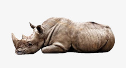 疲惫的犀牛简洁趴在地上的犀牛高清图片