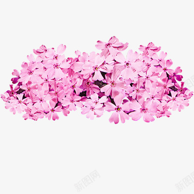 花团png免抠素材_新图网 https://ixintu.com 植物 粉色 花卉