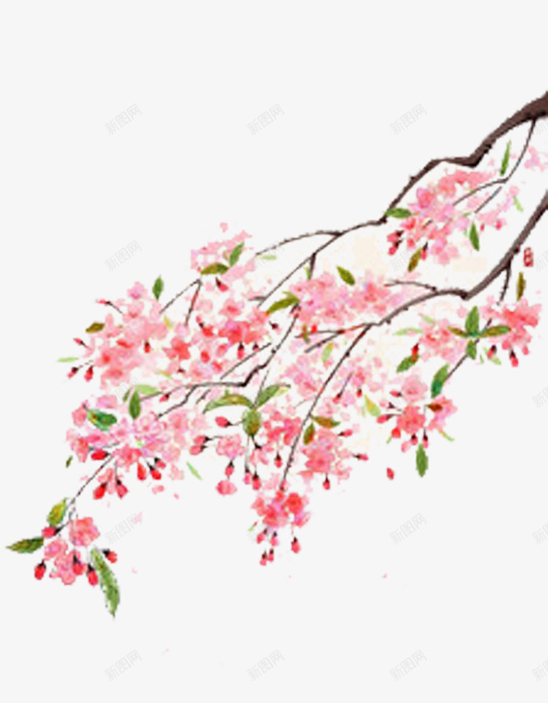 树枝上的樱花png免抠素材_新图网 https://ixintu.com 树叶 树枝 植物 樱花 花卉 花朵