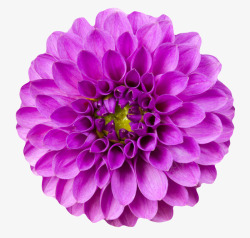 紫色植物盛开卷着的一朵大花实物素材