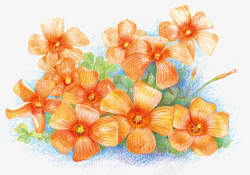 橘红色花朵素材