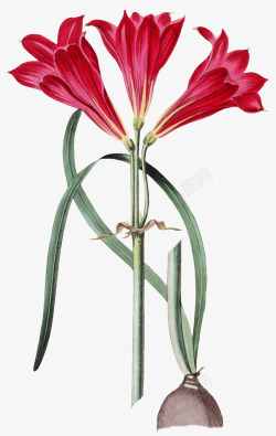 红花莲手绘朱顶红高清图片