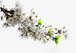 白梨花树枝上的白梨花高清图片
