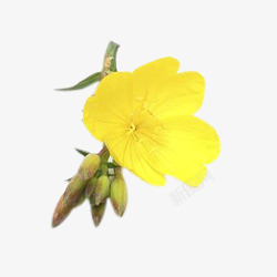 月见草素材