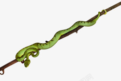 绿蛇蛇盘在树枝的绿蛇高清图片