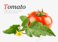 Tomato素材