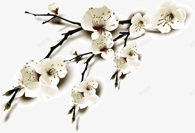 梨花png免抠素材_新图网 https://ixintu.com 树枝 梨花 白色 花朵