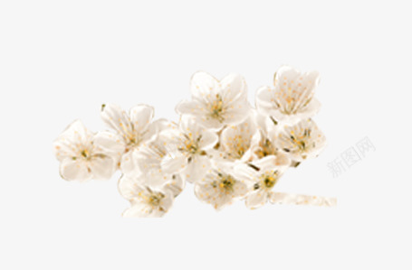 一枝成簇白色樱花png免抠素材_新图网 https://ixintu.com 一枝 成簇 樱花 白色