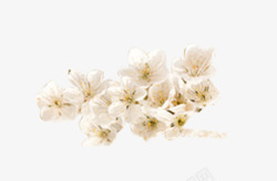 成簇鲜花一枝成簇白色樱花高清图片