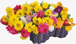 摄影鲜艳的花卉植物花篮素材