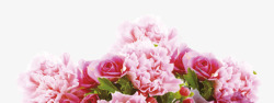 淡粉色花朵h5植物花卉高清图片