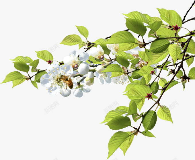 绿色清新树枝白色花朵png免抠素材_新图网 https://ixintu.com 树枝 清新 白色 绿色 花朵