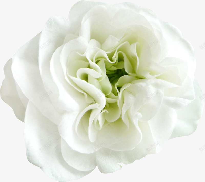 白色花朵装饰花艺png免抠素材_新图网 https://ixintu.com 白色花朵 美容 花艺 装饰