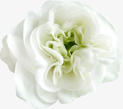 白色花朵装饰花艺素材