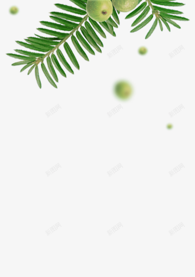 果实装饰图png免抠素材_新图网 https://ixintu.com 化妆品装饰图 果实 海报装饰果实 绿色