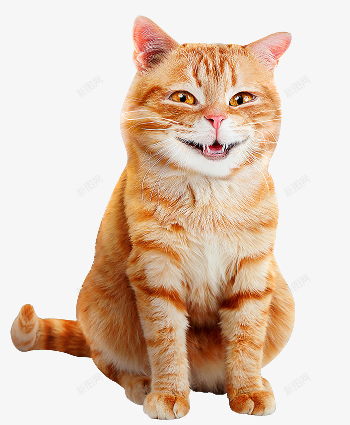 微笑的猫png免抠素材_新图网 https://ixintu.com png素材 动物 微笑 猫 表情平静