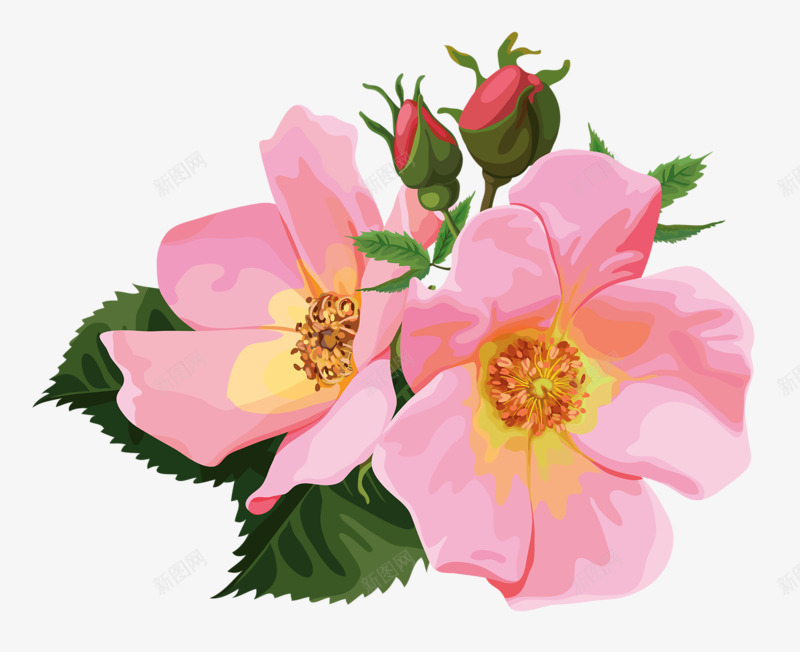 粉色蔷薇花png免抠素材_新图网 https://ixintu.com 漂亮 粉色 蔷薇 鲜花