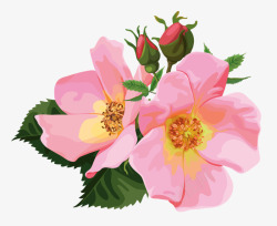 粉色蔷薇花素材