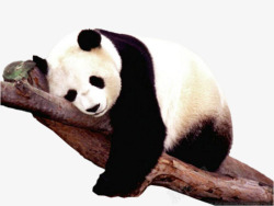 睡觉的熊猫素材