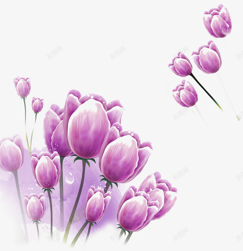 紫色郁金香花png免抠素材_新图网 https://ixintu.com 植物 清新 紫色花 花儿 花朵 郁金香 鲜花
