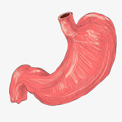 健康肠胃彩色圆弧肠胃元素矢量图高清图片