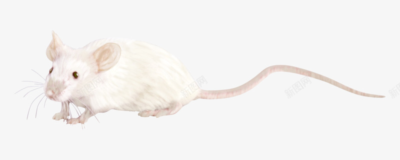 小白鼠png免抠素材_新图网 https://ixintu.com 动物 实验小白鼠 小白鼠 白鼠 老鼠