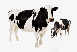 奶牛黑白花奶牛高清图片