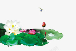 花苞水荷花荷塘高清图片
