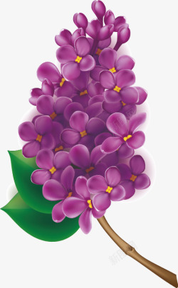 紫金花紫色花矢量图高清图片