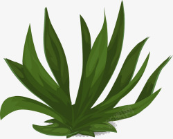 绿色海草植物素材