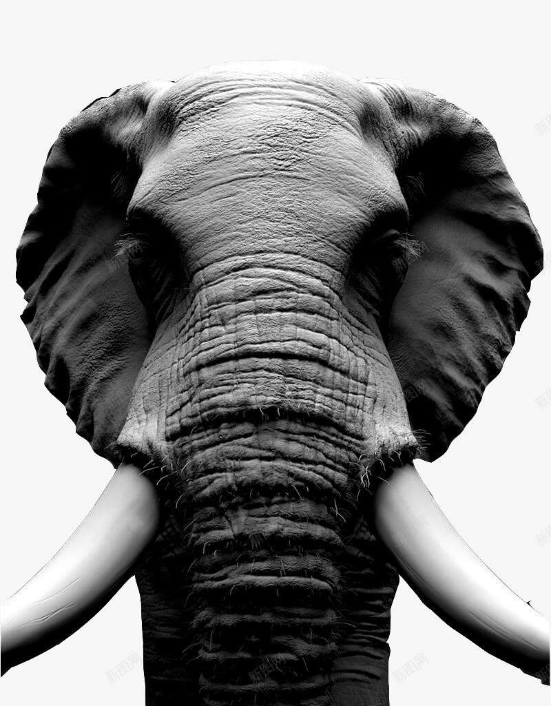 黑白大象特写png免抠素材_新图网 https://ixintu.com 保护动物 动物 大象 放生 特写 黑白
