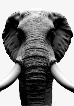 黑白大象特写素材