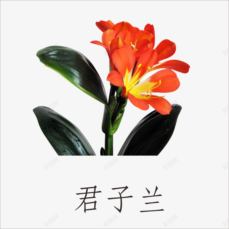 君子兰png免抠素材_新图网 https://ixintu.com 小植物 鲜花
