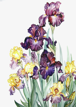 手绘三色堇紫色和黄色的三色堇手绘高清图片