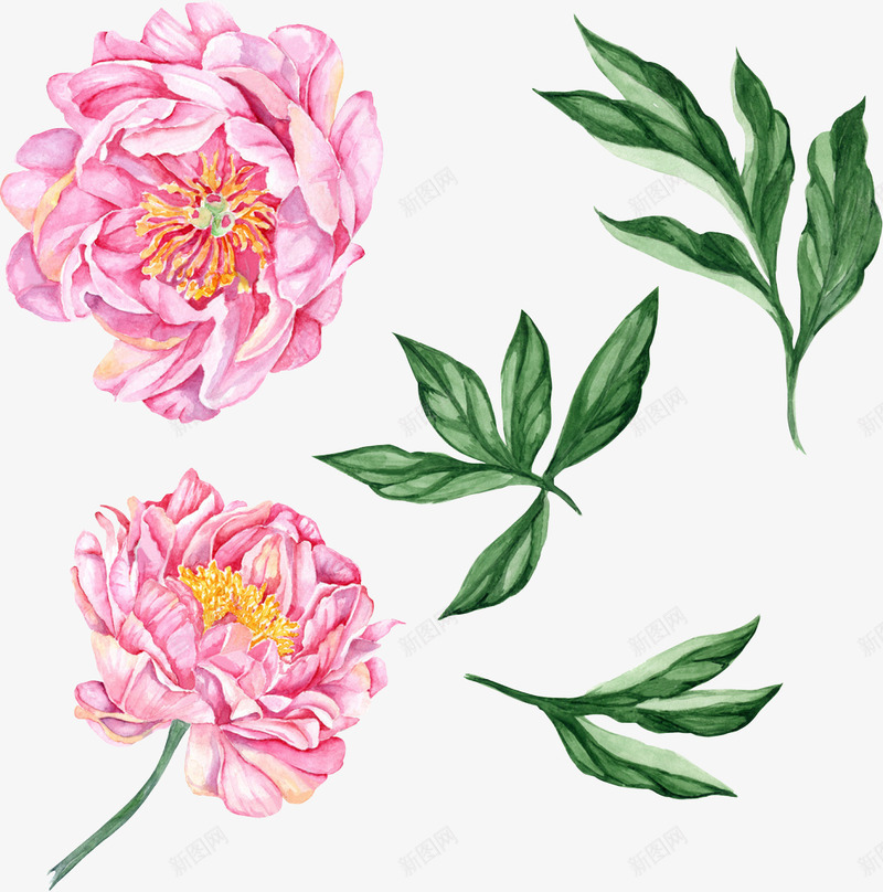 粉色花朵和花叶png免抠素材_新图网 https://ixintu.com PNG图形 PNG装饰 手绘 植物 鲜花