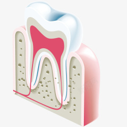 牙齿解剖模型素材