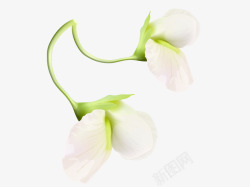 白色菜花盛开的豆角花高清图片
