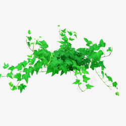 绿色滕曼实拍绿色精美吊兰高清图片