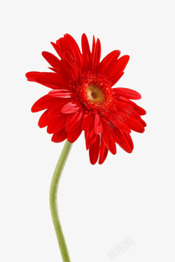 红菊花免抠红菊摄影高清图片